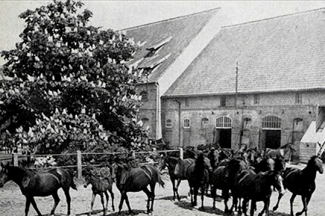Pferdeherde im Hauptgestüt, 1927